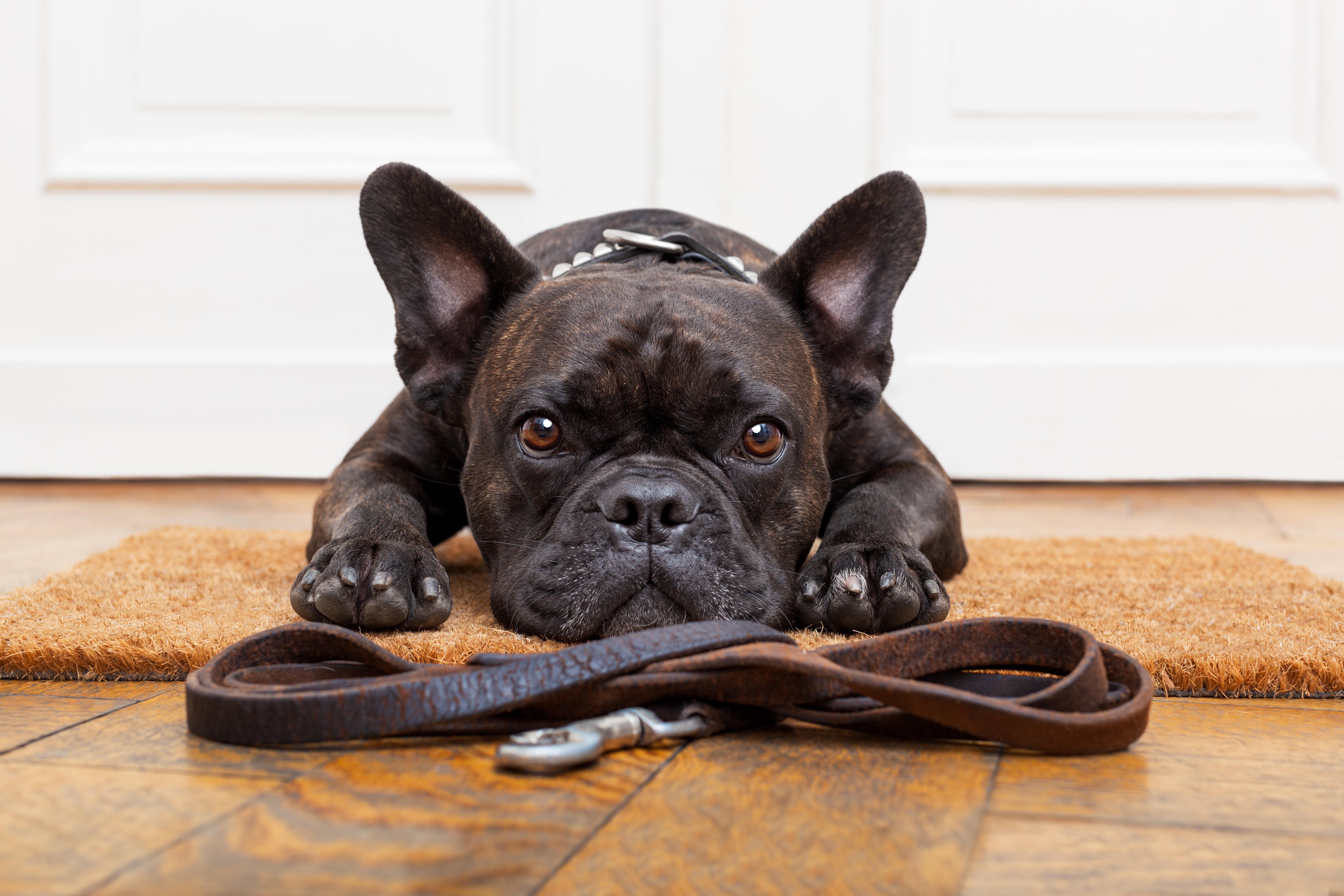 Pet-Friendly Flooring in Lawrence, KS